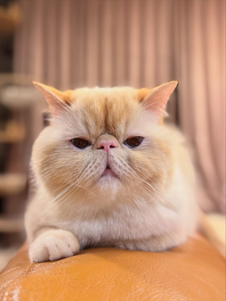 Budget friendly Exotic Shorthair kitten adoption online