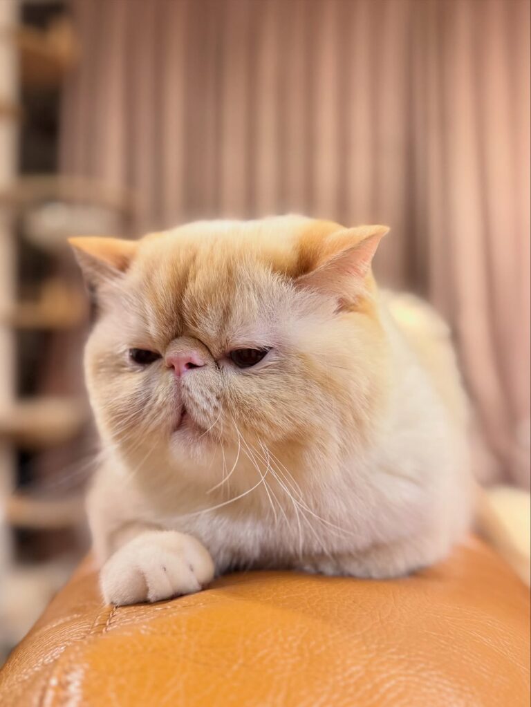 Budget friendly Exotic Shorthair kitten adoption online