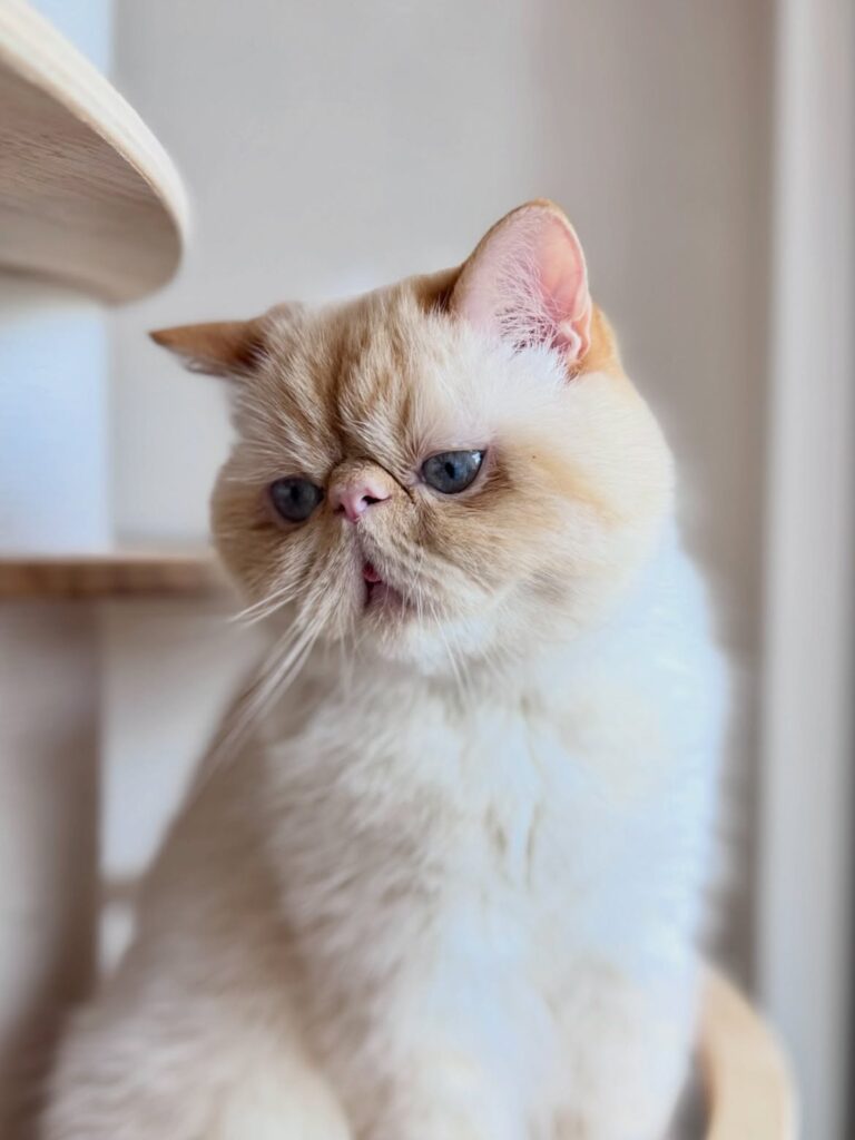 Affordable purebred Exotic Shorthair cats for sale
