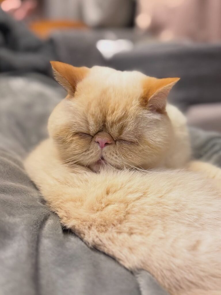 Local Exotic Shorthair kitten adoption available now