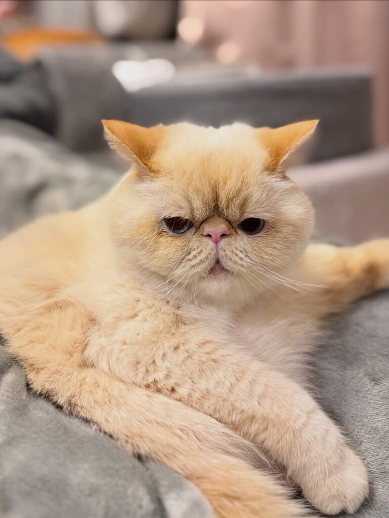 Local Exotic Shorthair kitten adoption available now