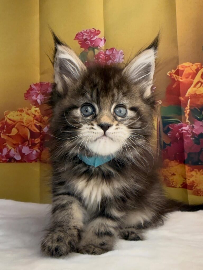 Maine Coon kitten starter kit cost and supplies